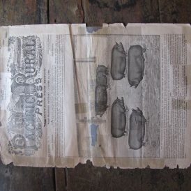 A Pen of Premium Berkshires Image